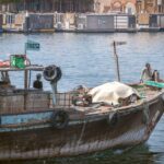 Dubai Creek Lights Project: Dh80 Million to Illuminate Eight Kilometres by Q1 2027